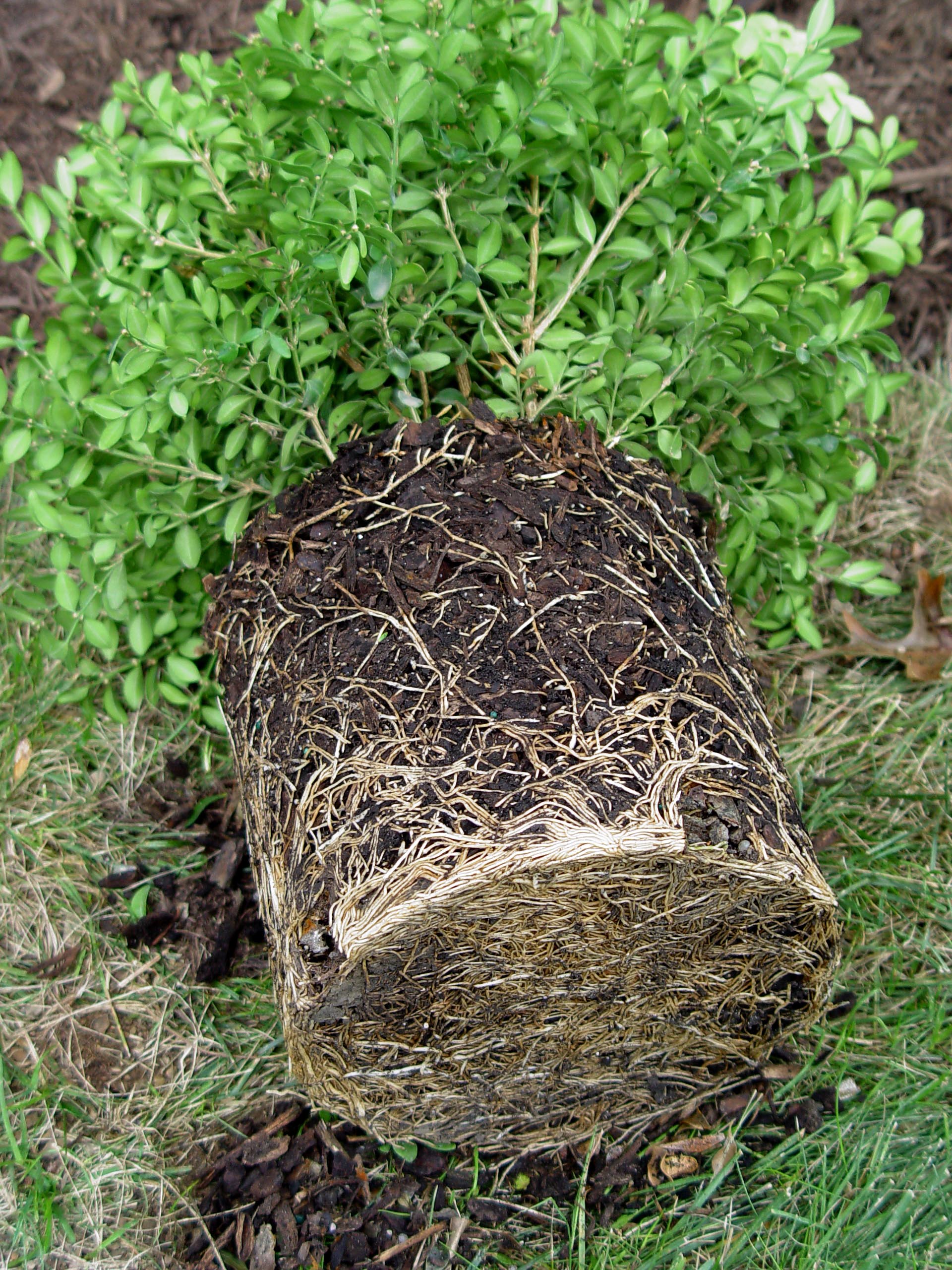 Rethinking the Way We Plant, Part 1 Garden Housecalls