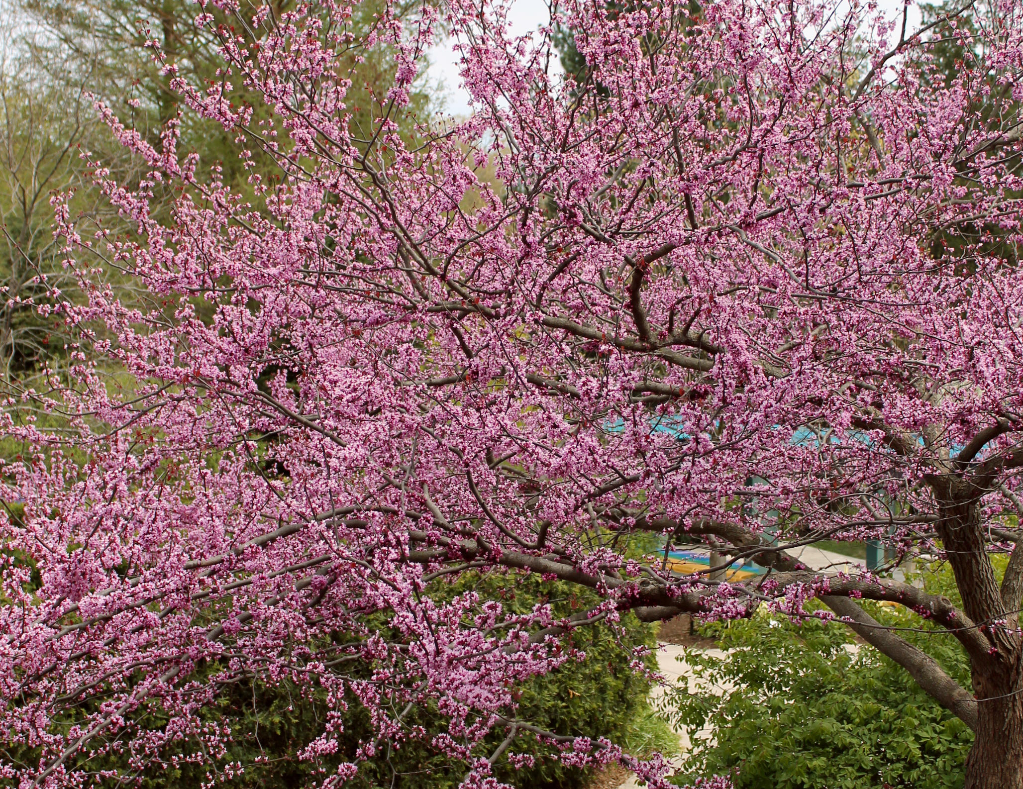 Redbud Garden Housecalls