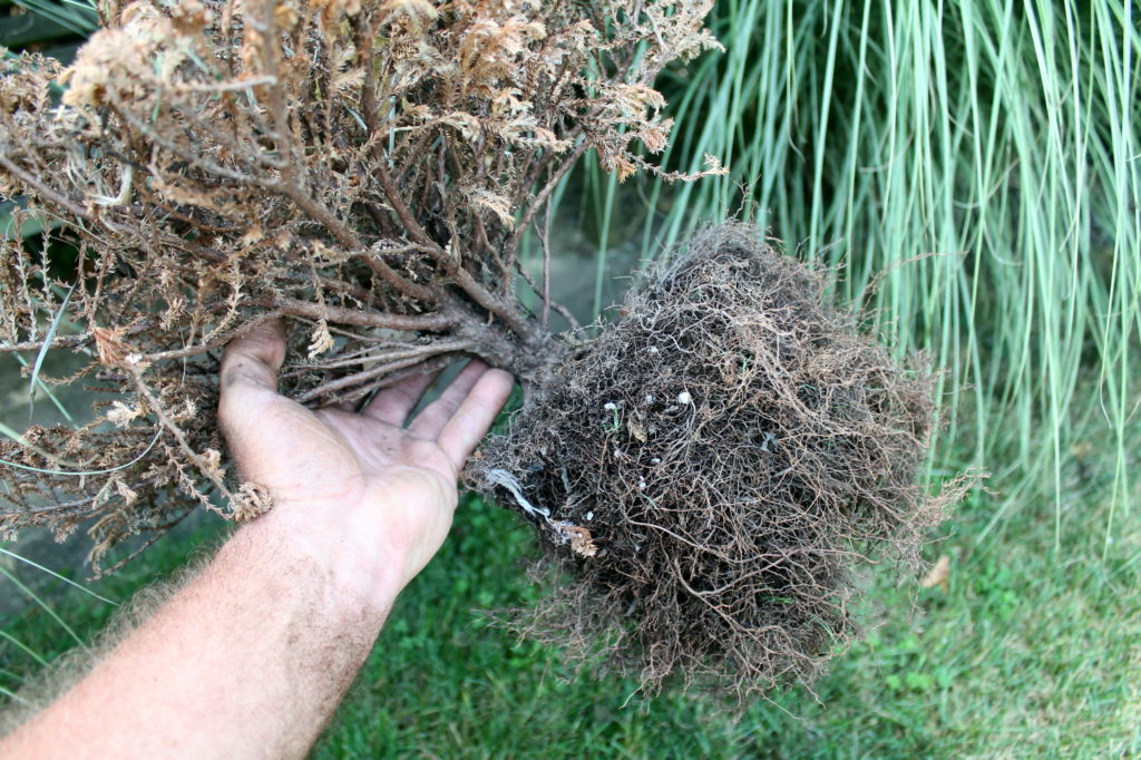 Dead Plants? It’s OK with Me Garden Housecalls