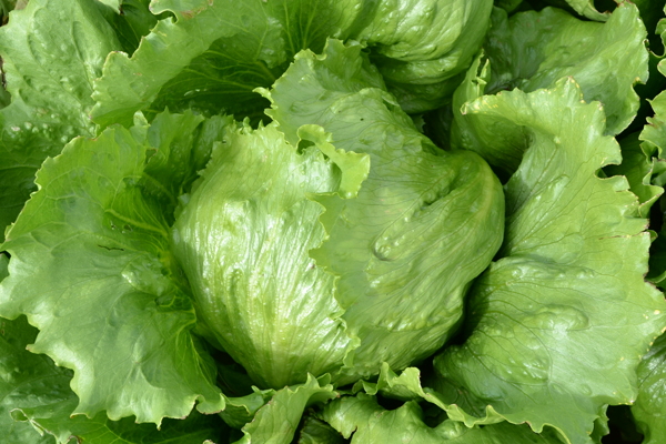 Garden Housecalls Head lettuce ‘Igloo’
