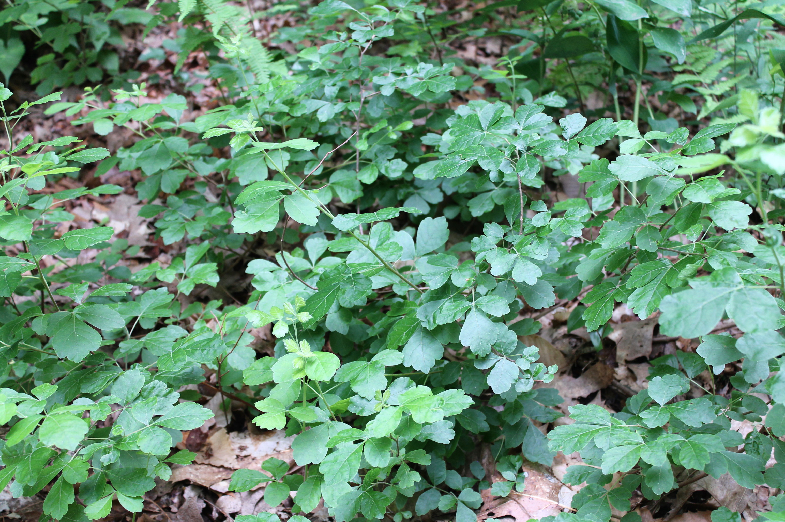 Sumac ‘GroLow’ Garden Housecalls