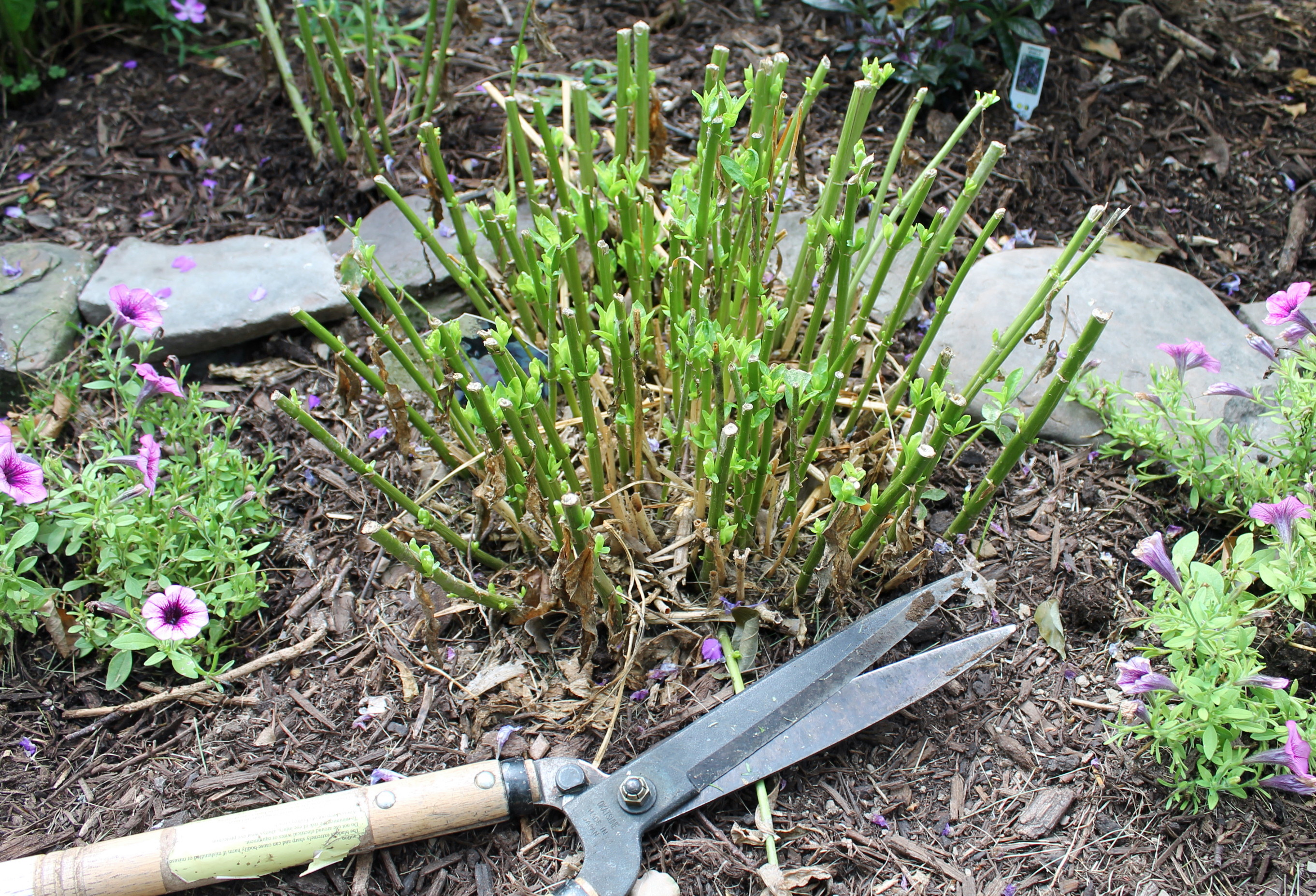 Garden Housecalls Radical PlantWhacking