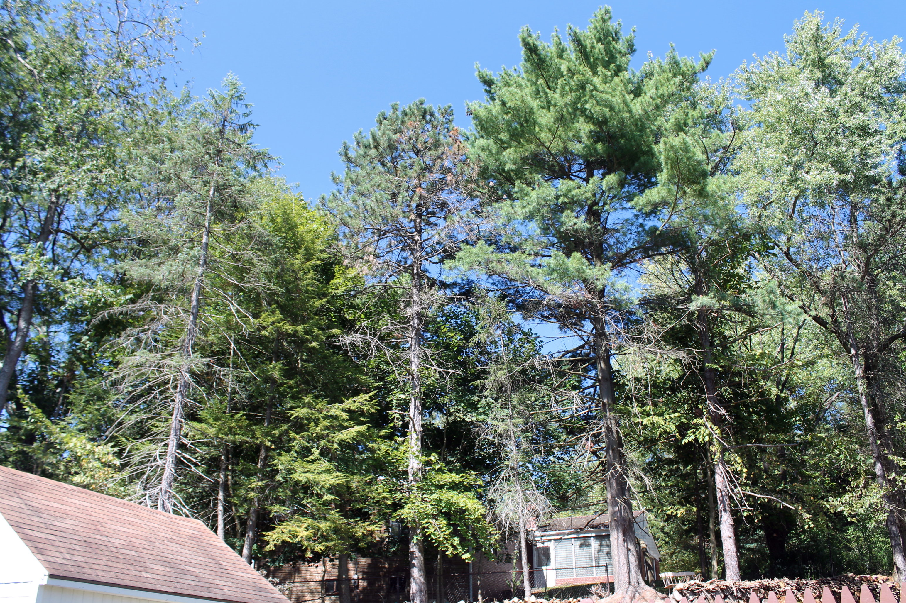 12 Conifer Trees You Probably Won’t Kill Garden Housecalls