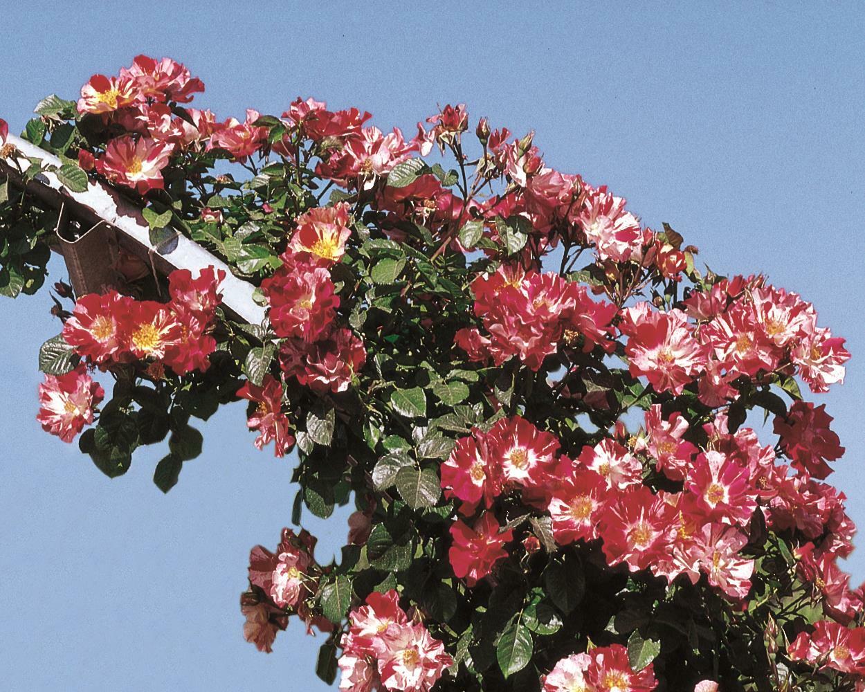 Climbing rose Fourth of July Garden Housecalls