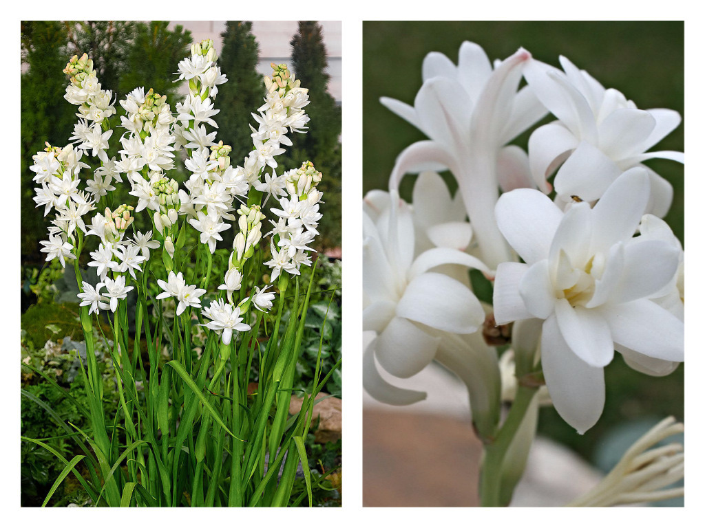 Tuberose Garden Housecalls