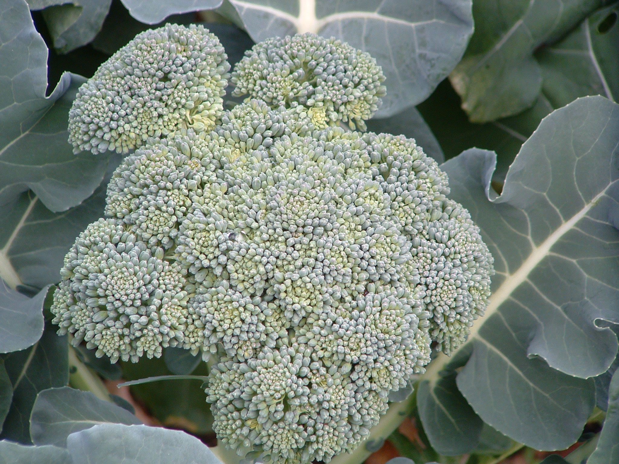 Broccoli ‘Packman’ Garden Housecalls