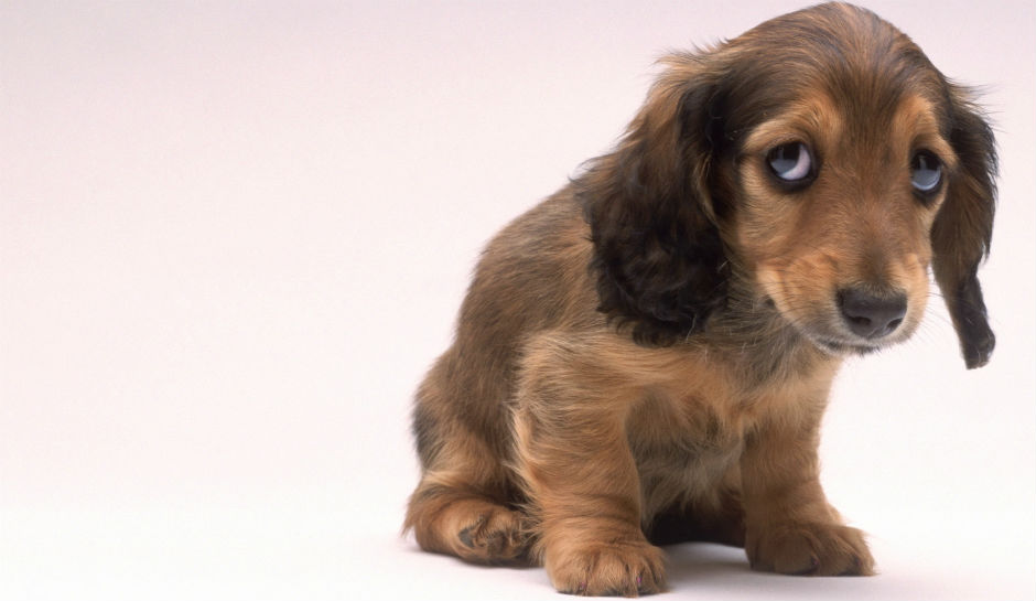 List of Foods Dogs Should Never Eat Cat Owners Be Cautious, as Well