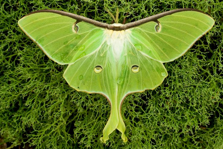 Luna Moths in Facts, Habitat, and Life Cycle