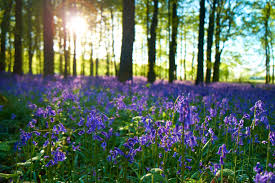 Sharon Lee Jones - Georgia Cremation