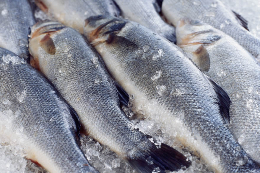 Fresh Fish From Grown Seafood