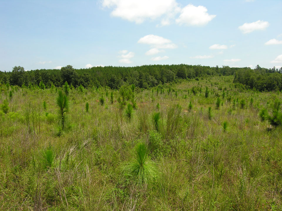 1157.11 acres planted pines ster County, Shivers Real Estate