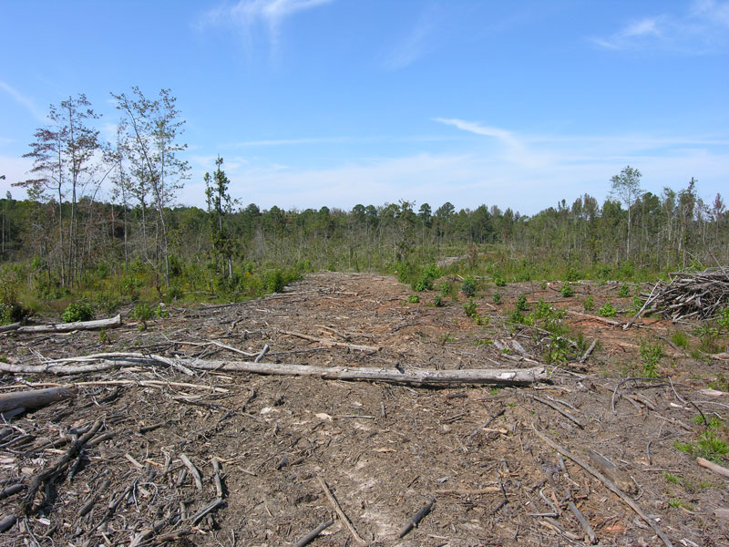 116.85 acres cutover timber land Warren County, Shivers