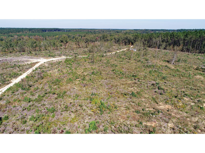 116.85 acres cutover timber land Warren County, Shivers