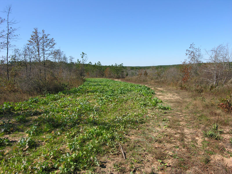 353+ acres cutover timber land, creek Taylor County,