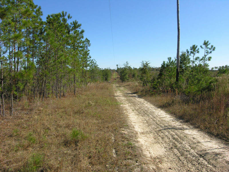 353+ acres cutover timber land, creek Taylor County,