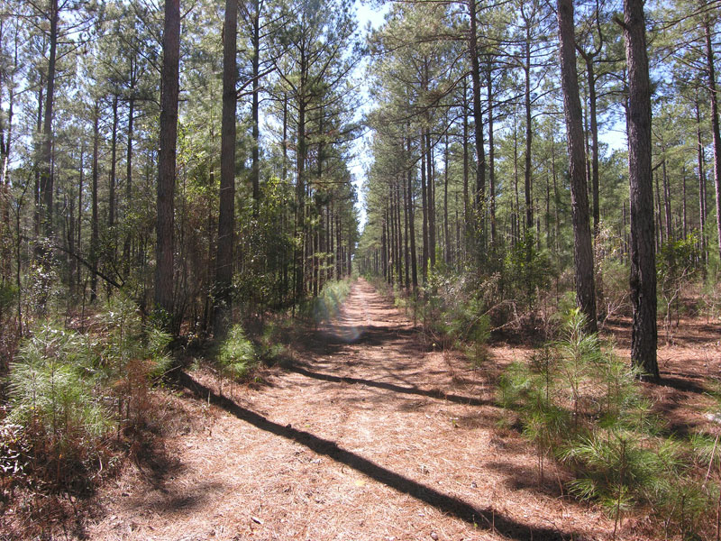 71.16 acres older pine trees Warren County, Shivers Real Estate