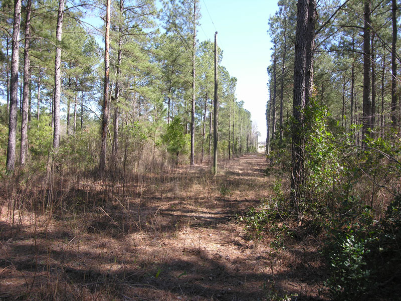 71.16 acres older pine trees Warren County, Shivers Real Estate
