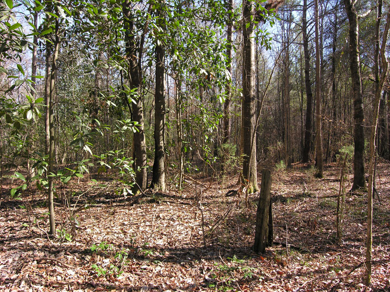 71+ acres wooded, creek Johnson County, Wrightsville,