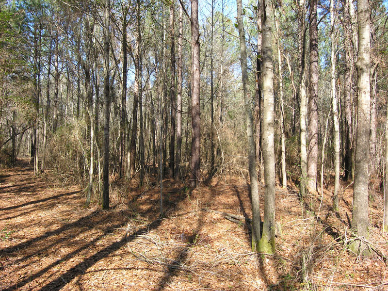71+ acres wooded, creek Johnson County, Wrightsville,
