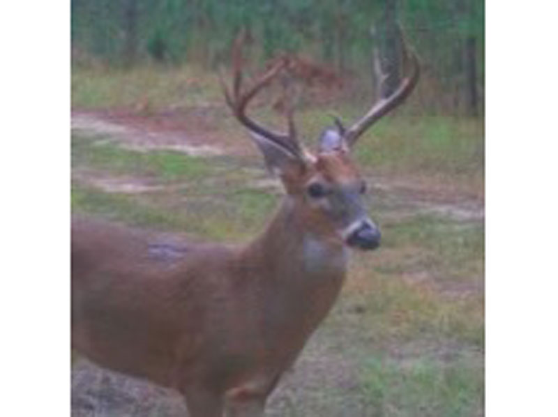 106.3+ acres timber and hunting North Screven County, Shivers Real Estate