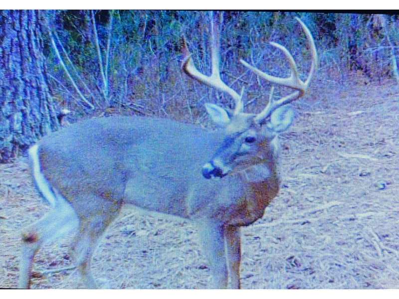 106.3+ acres timber and hunting North Screven County, Shivers Real Estate