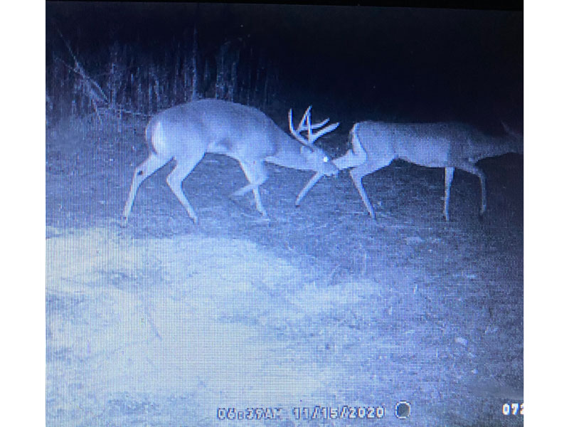 106.3+ acres timber and hunting North Screven County, Shivers Real Estate