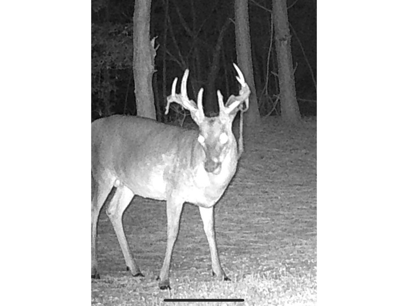 106.3+ acres timber and hunting North Screven County, Shivers Real Estate