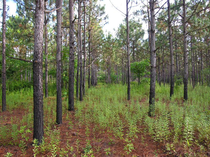 47.08 acres planted pines, hardwood Mitchell County,