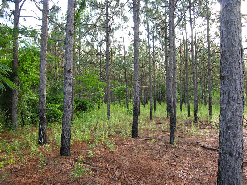 47.08 acres planted pines, hardwood Mitchell County,