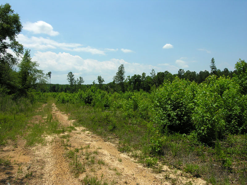 59+ acres wooded West Burke County, Shivers Real Estate