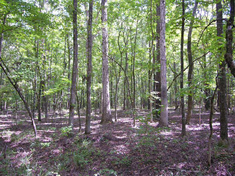 Land for Sale in Hunting Land, Farmland, Timberland for Sale