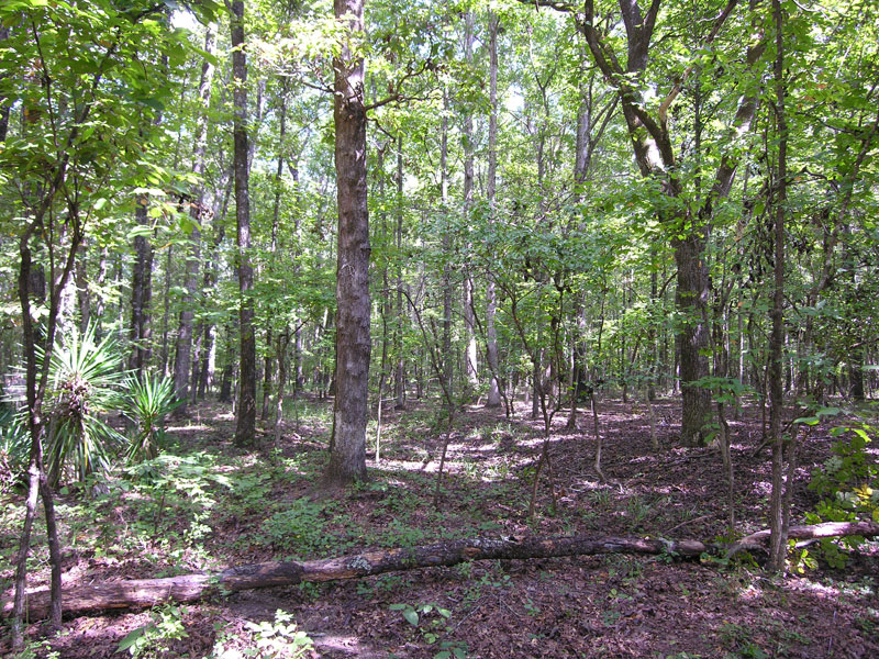 21.69 acres wooded South Central Burke County, Shivers Real Estate