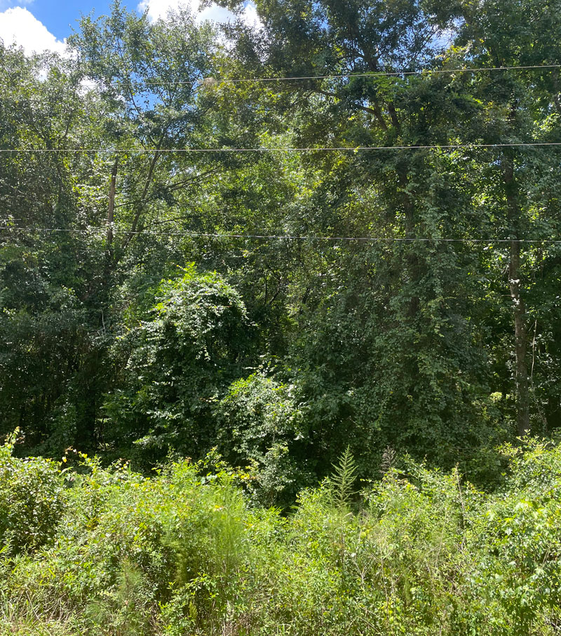 5.73 acres wooded West Burke County, Shivers Real Estate