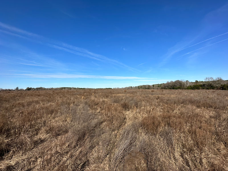 33.624 acres open Richmond County, Shivers Real Estate