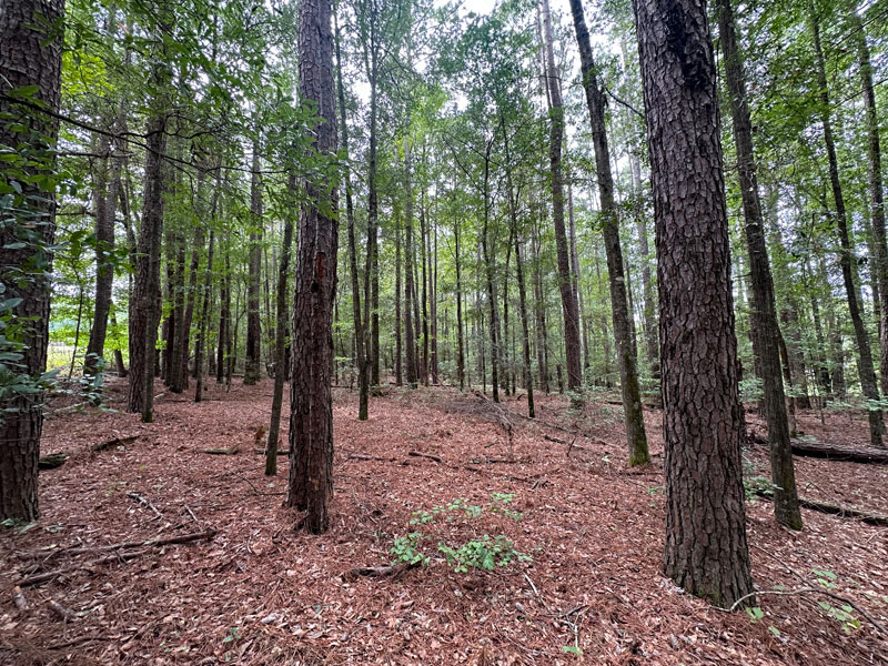 7 acres wooded Gibson, Glascock County, Shivers Real Estate