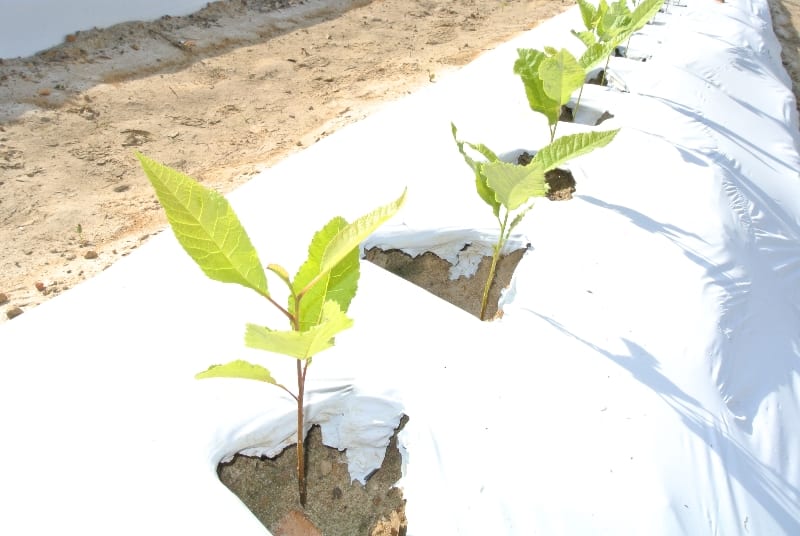 Young Trees Highest quality pecan trees for sale, bareroot and