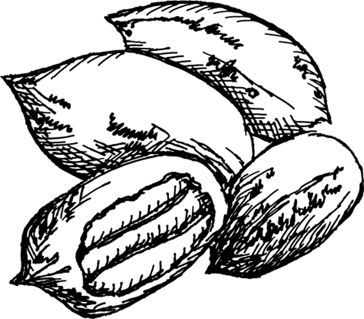 Pecan Trees for Sale Bareroot & Container Pecan Trees Pecan