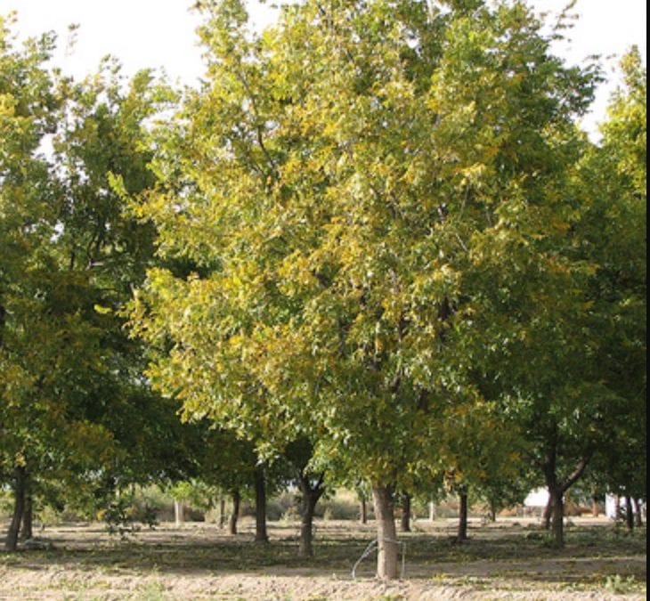 Pruning A Pecan Tree Tips On Cutting Back Pecan Trees Sales