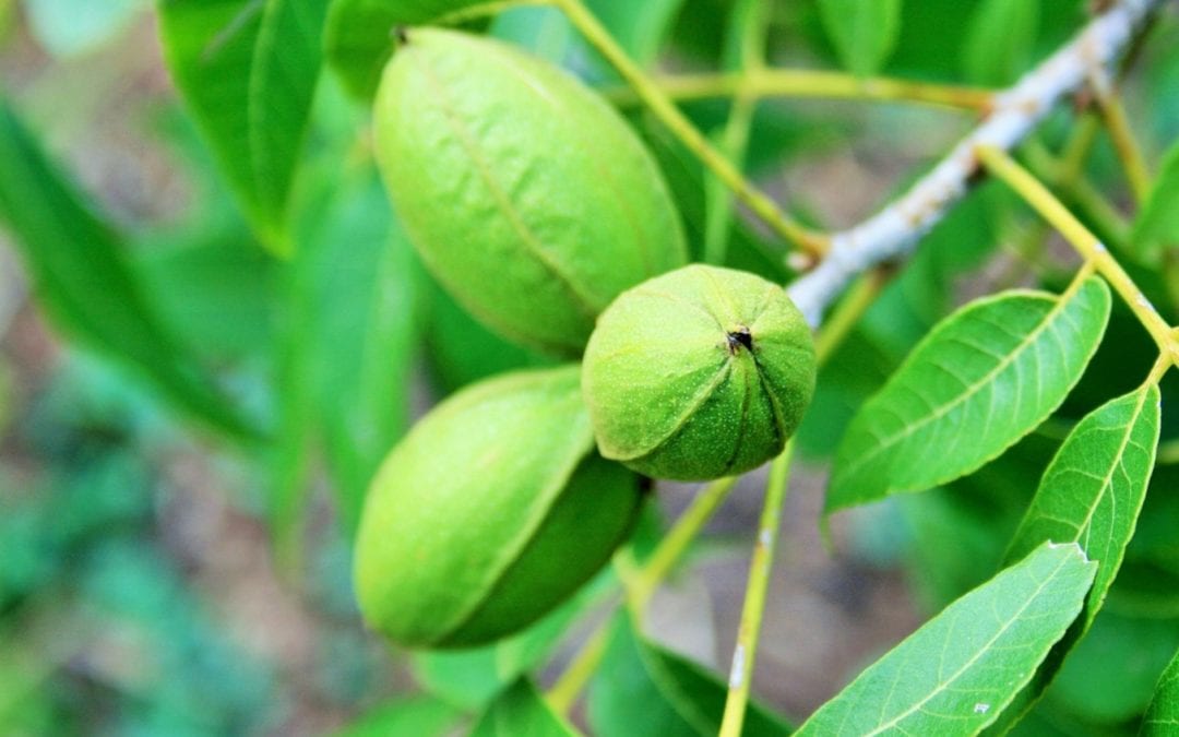 Pecan Trees for Sale Retail Wholesale Pecan Nursery Blog