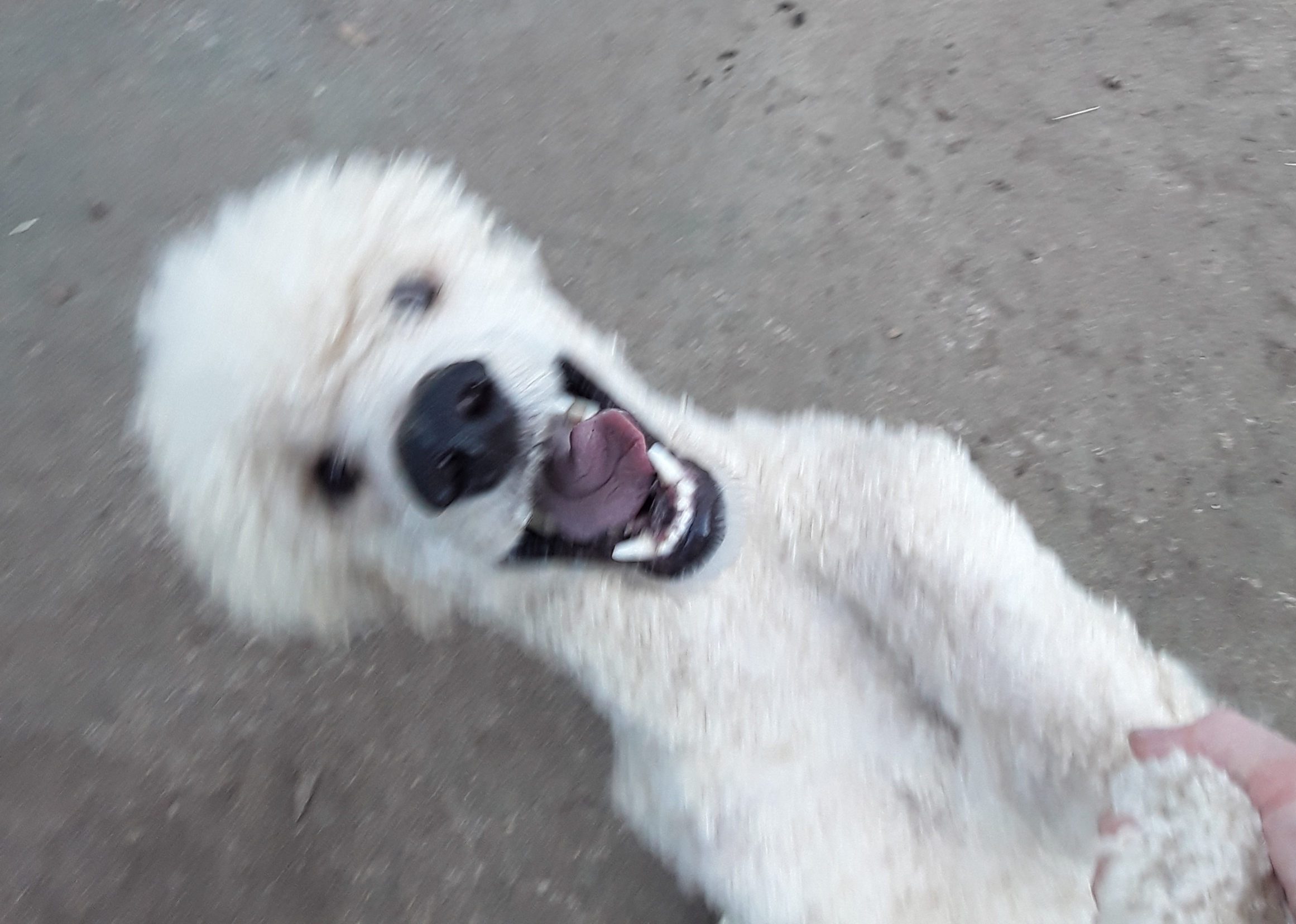 AVAILABLE DOGS!!! Poodle Rescue
