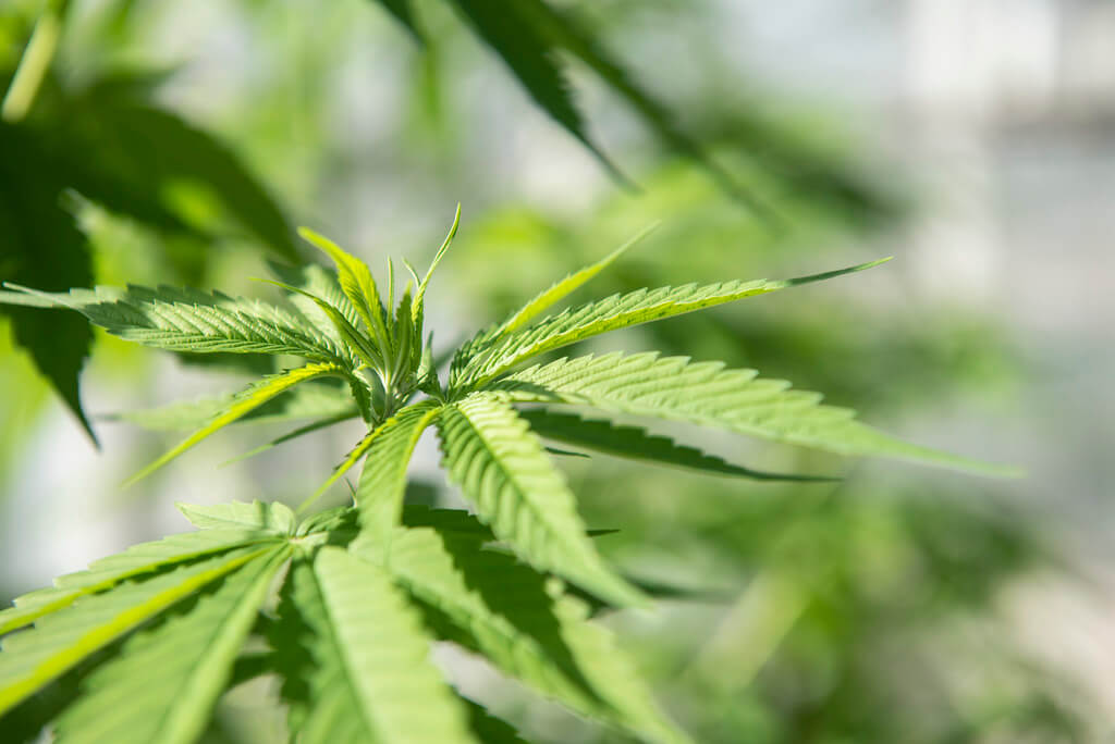 takes a different approach from NC to smokable hemp The Pulse