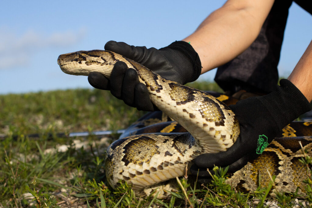 Florida’s python hunt promotes politician, fails to eliminate invading