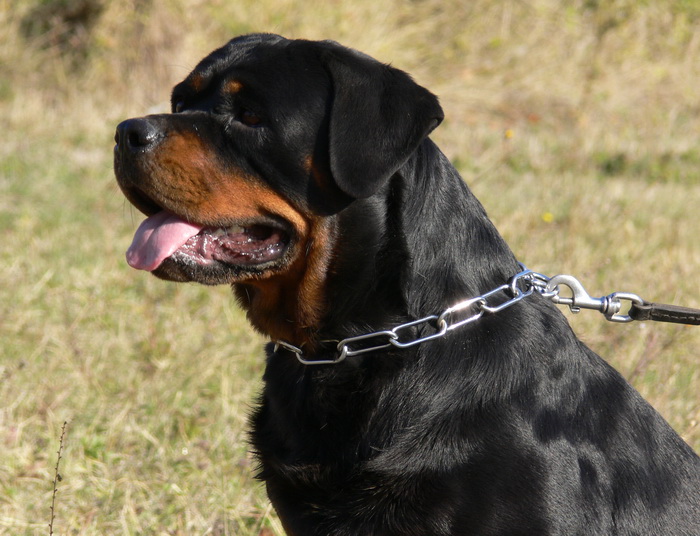 Bina Rottweilers, LLC