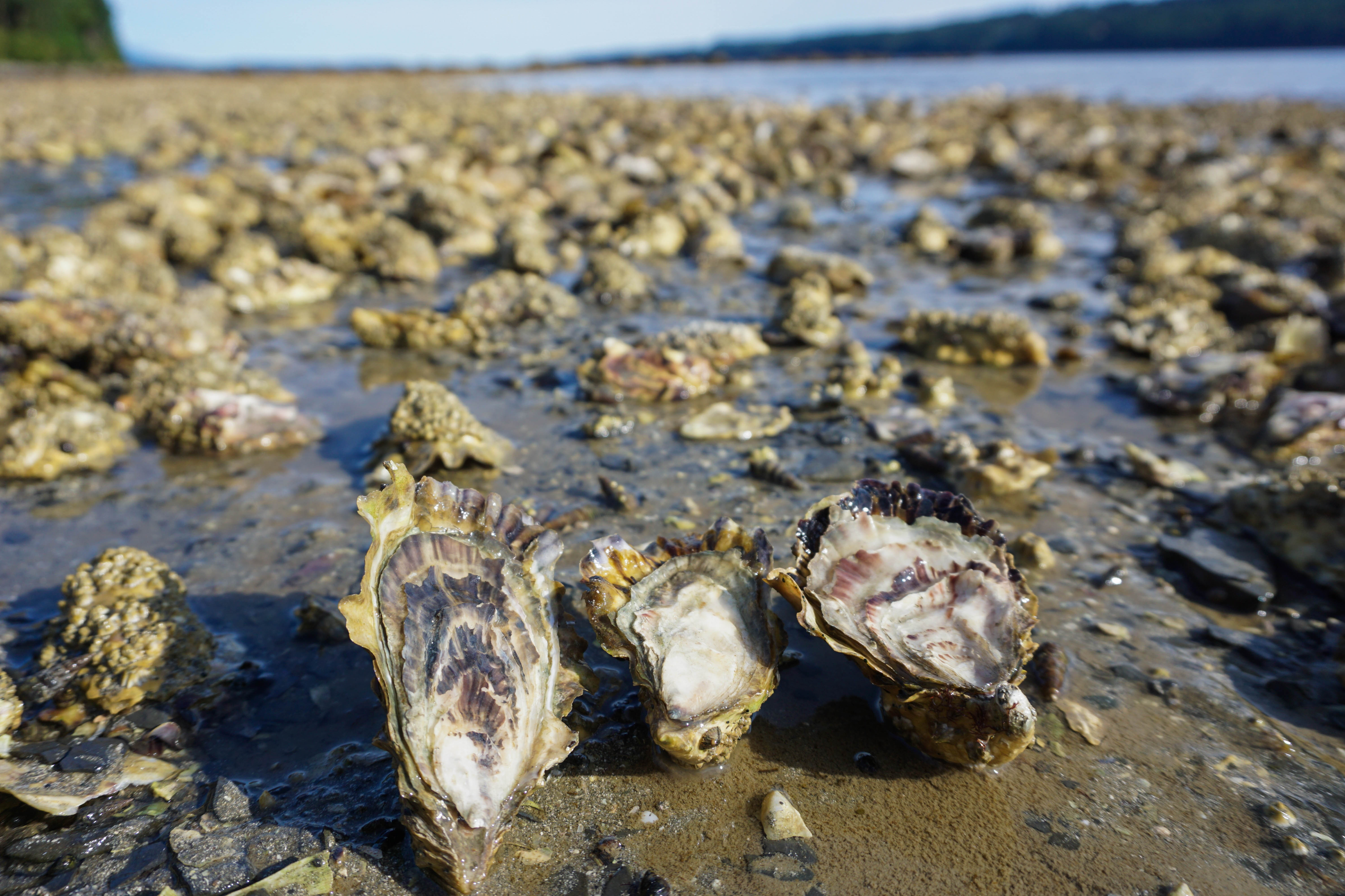 Who grew those oysters on your plate? • Strait