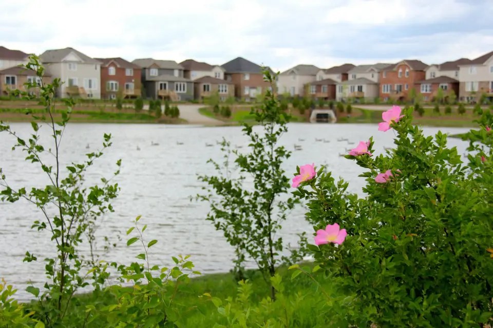 Native Trees and Shrubs in Southern Ontario A Great Choice