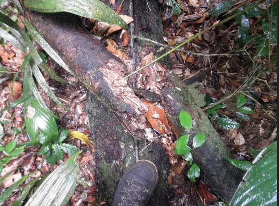 3d View Of Amazon Forests Captures Effects Of El Nino Drought Geospatial World