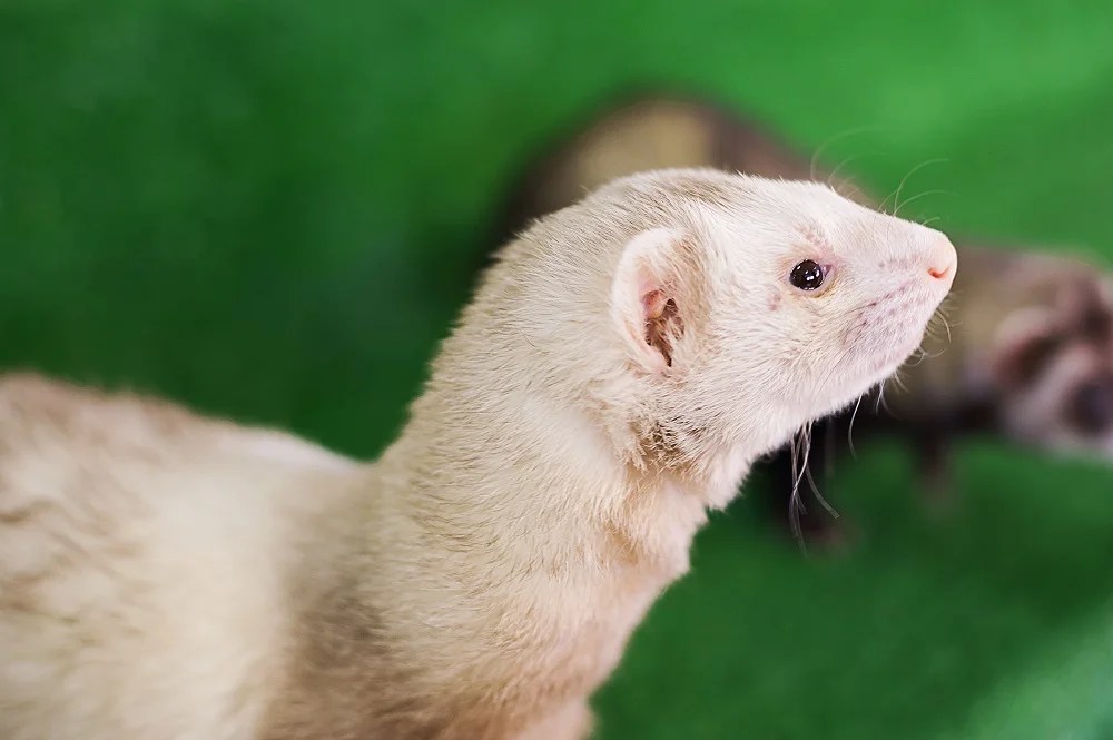 Ferrets 101 The Ultimate Guide to Ferret Care