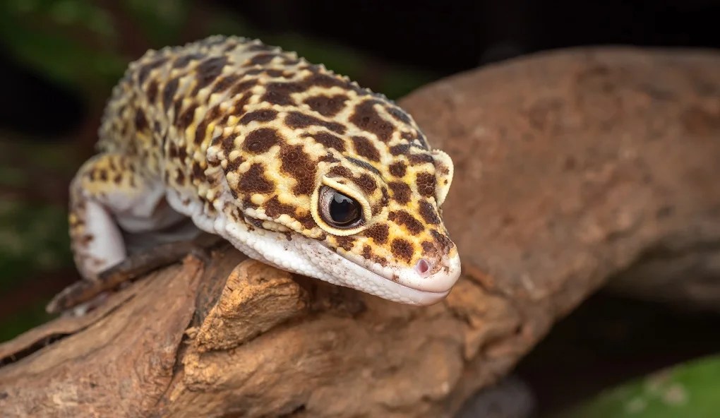 The Best Way to Care for Your Leopard Gecko