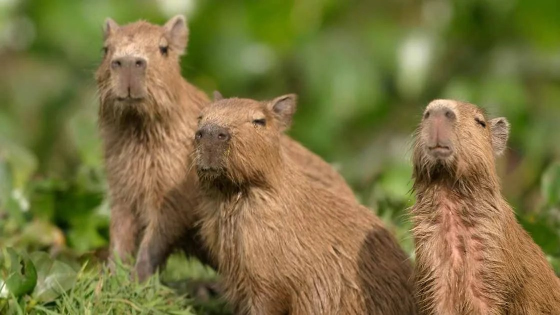 Capybara Breakdown Insight Into The Largest Living Rodent