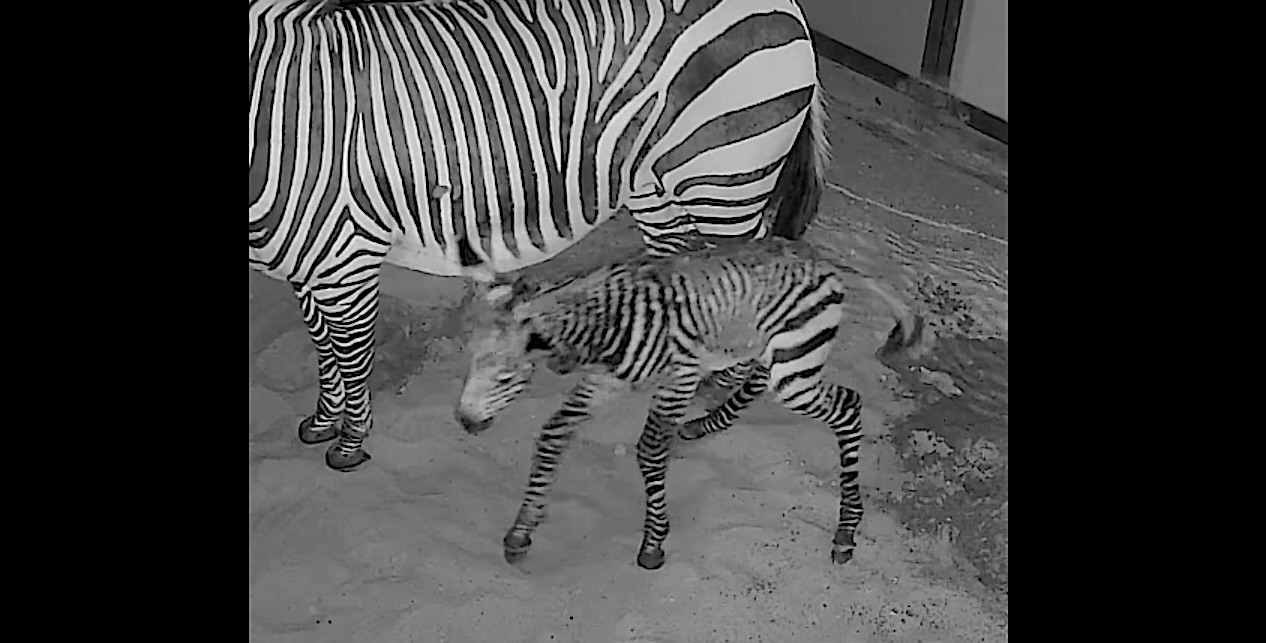 New bouncing baby zebra born at Hogle Zoo Gephardt Daily